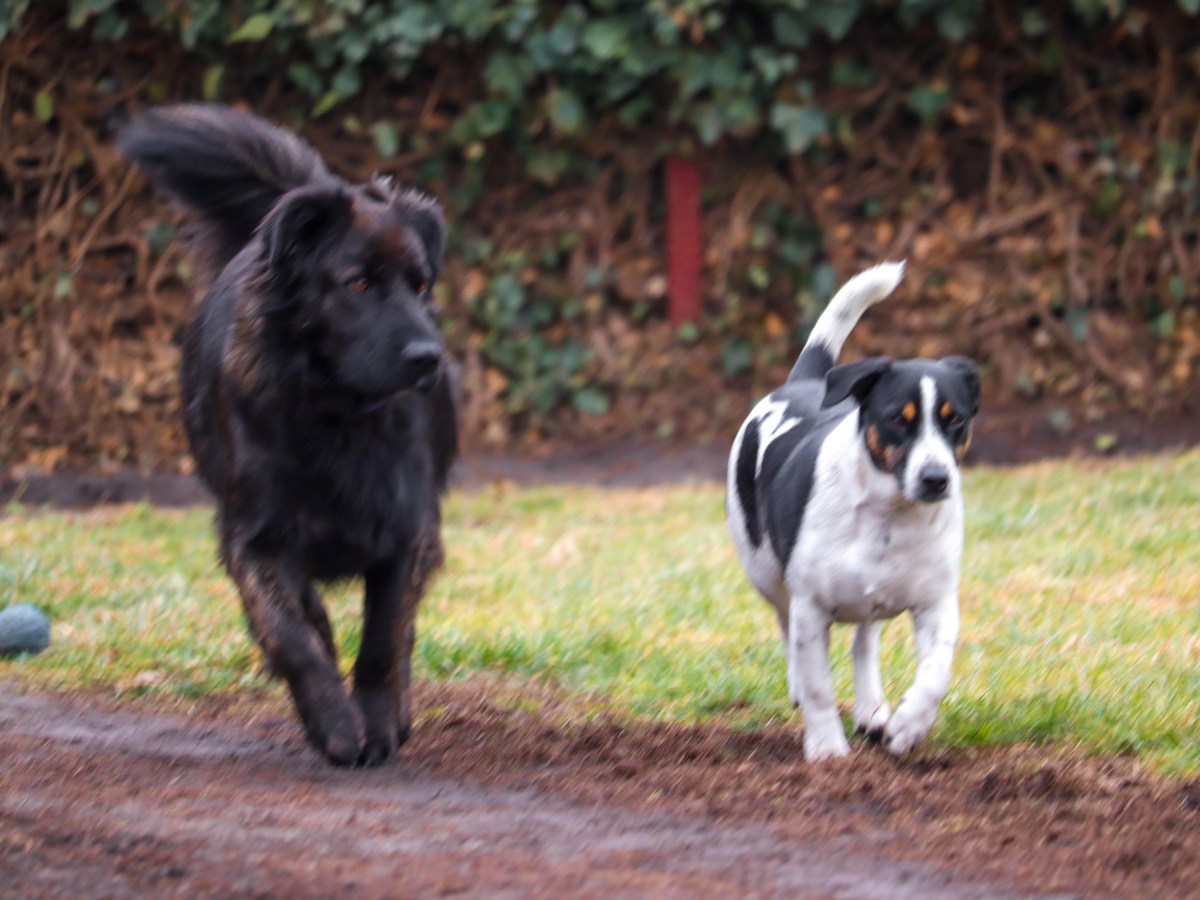 Teleobjektív teszt kutyafotózással