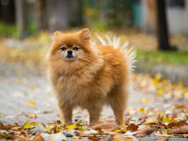 Kutyaportré: Sean a pomerániai&nbsp;törpespicc