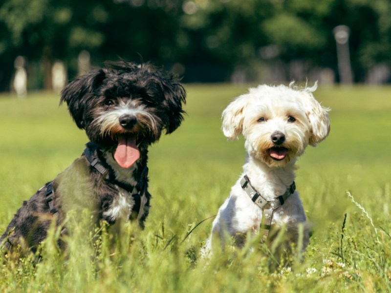Rudi és Mogyi bájos pillanatai a&nbsp;Városligetben