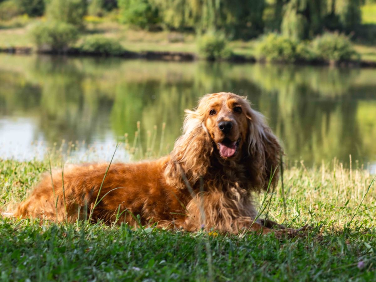 Daisy, a spániel – egy különleges kutyafotózás&nbsp;története